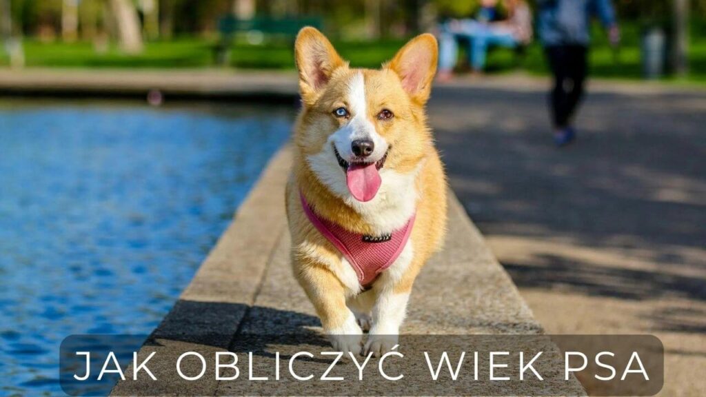 Jak obliczyć wiek psa