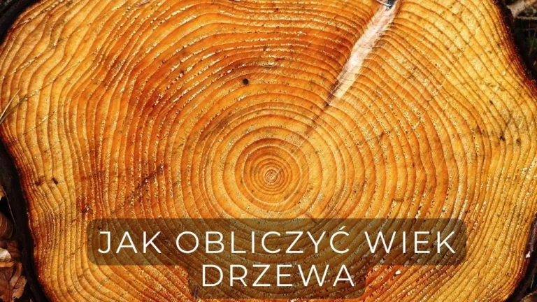 jak obliczyć wiek kota