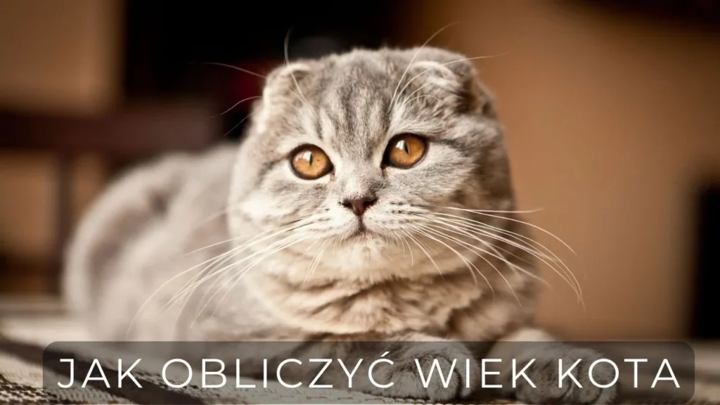 jak obliczyć wiek kota